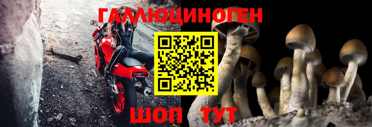 Псилоцибиновые грибы Cubensis Георгиевск
